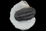 Detailed Morocops Trilobite - Top Quality Specimen #88870-1